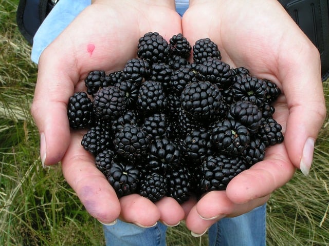 Berry Picking at Dolly Sods