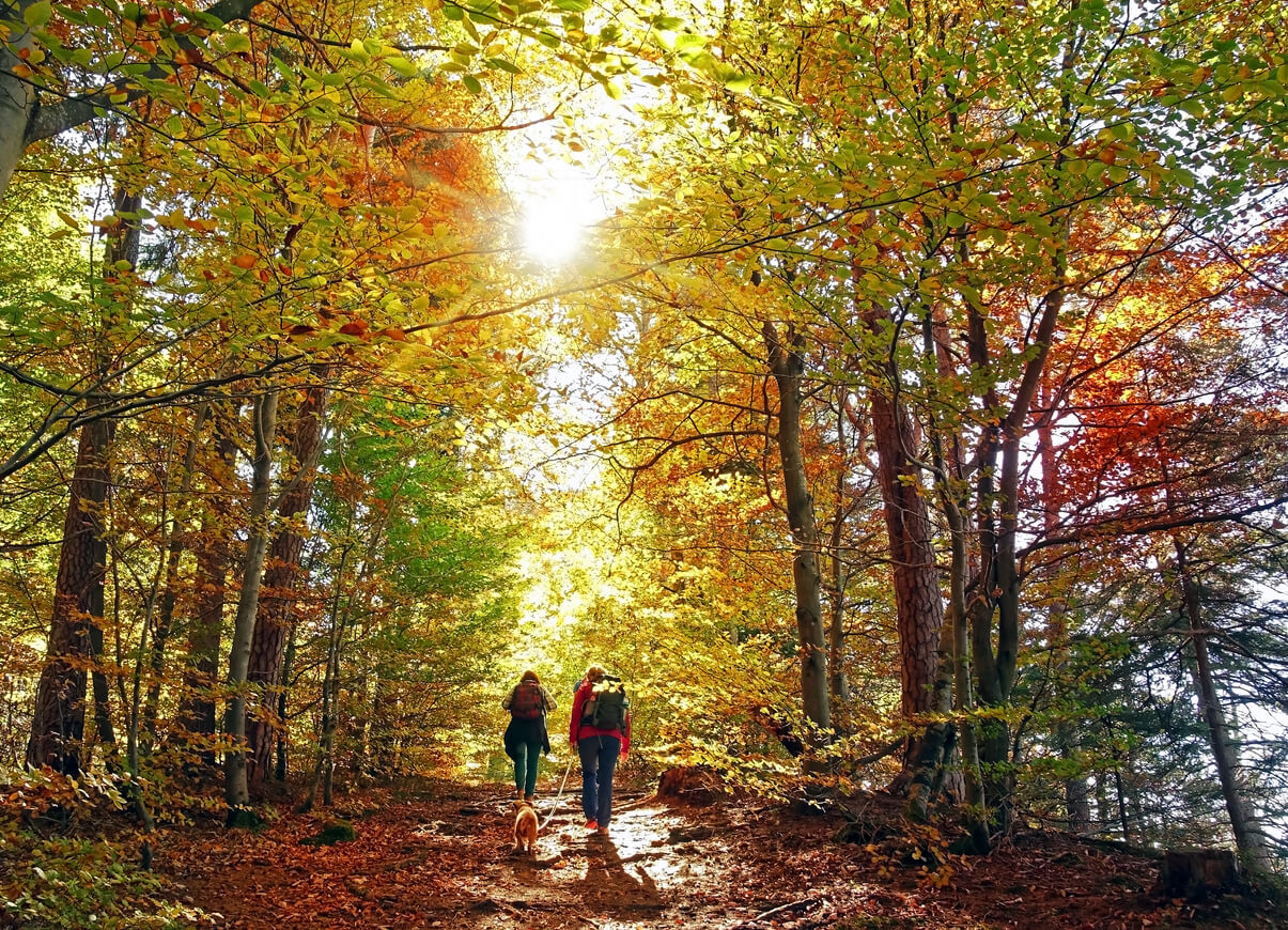 Photo of people hiking in a forest in the fall